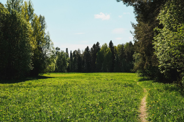 A lush green meadow stretches toward a dense treeline of spruce and birch under a pale blue sky with a single small cloud. A narrow dirt path winds through the right side of the wildflower-dotted grass toward the forest edge. Trees frame both sides of the scene, and dappled sunlight catches the vivid green vegetation. The image is open, fresh and deeply peaceful.