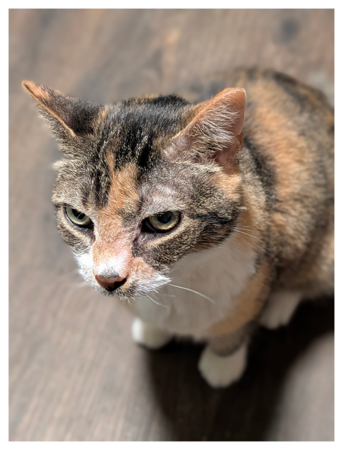 close-up of a calico cat with green eyes and white markings sitting on a wood-patterned floor. she is looking slightly off to the side with a calm? expression/ 