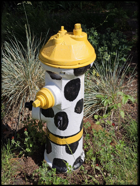 A fire hydrant is painted white with black spots, the top and one outlet bright yellow, the other outlet with a black spot like a nose, with a yellow ring around the bottom;the whole thing evokes a Dalmatian. The hydrant is set next to a garden bed along the street.
