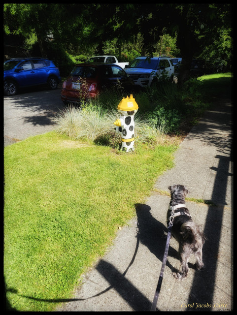 Monty, a small  closely trimmed gray shih tzu looks at a decorative fire hydrant but isn't interested. The fire hydrant is painted white with black spots, the top and one outlet bright yellow, the other outlet with a black spot like a nose, with a yellow ring around the bottom;the whole thing evokes a Dalmatian. The hydrant is set next to a garden bed along the street.