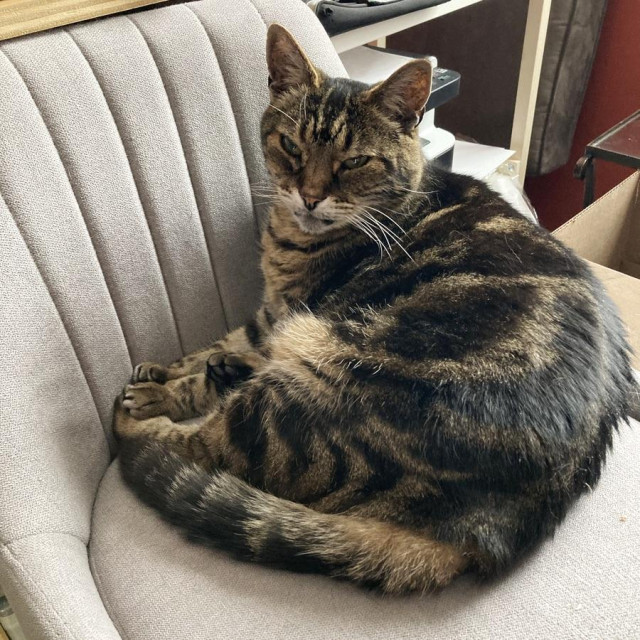 Tabby cat curled up in a grey upholstered bar chair. His head is up and he's looking at the camera with his eyes half closed and his tail wrapped around his body, the tip touching his front paws. 