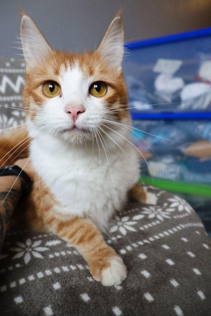 Orange and white cat with bright amber eyes resting comfortably on a patterned gray blanket. The cat looks directly at the camera with one paw stretched forward, while storage bins blur softly in the background.