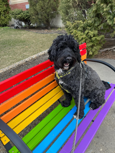 A black and white Portuguese Water Dog smiles up from a rainbow-painted bench outside Robertson-Wesley United Church in Edmonton.