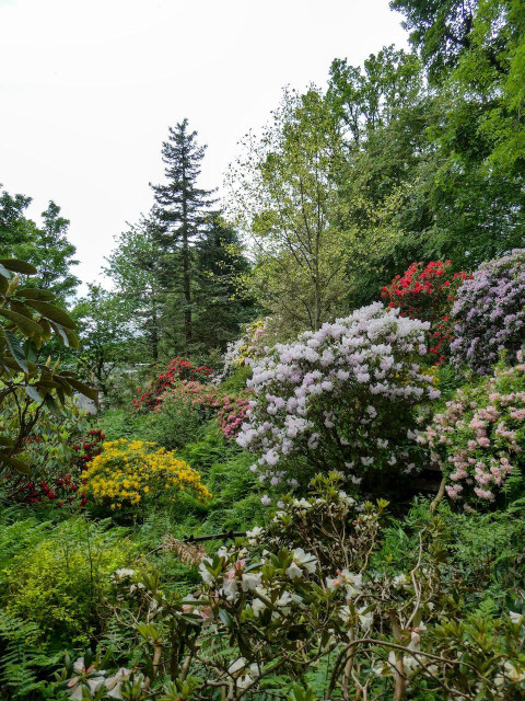 Rhododendrons and azaleas in a riot of colours, white, red, yellow, purple, surrounded by tall green trees and even taller conifers.