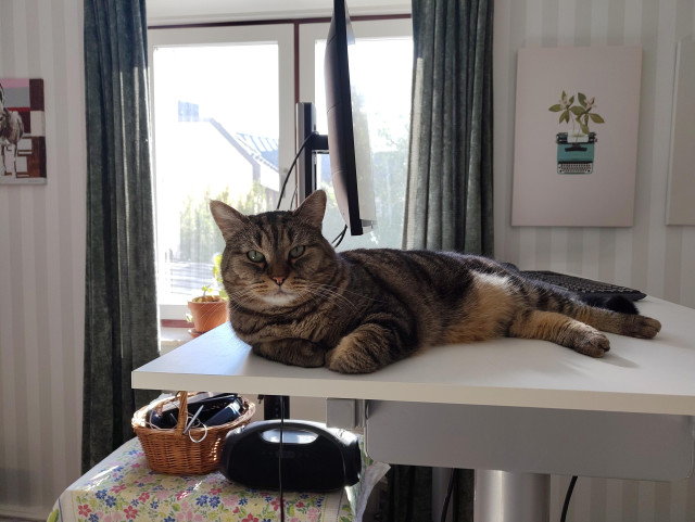 Katten Morris ligger på ett bord