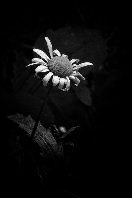 A white daisy in less than perfect shape is seen against a dark background in this high contrast black and white image.
