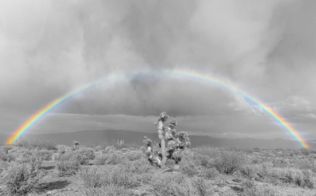 A combined black and white / color landscape photo of a Joshua tree under a rainbow. The rainbow is in color while the rest of the photo has been converted to black and white. It shows a single Joshua tree in a scrub desert landscape centered under a rainbow. Sun shines on the foreground and rainbow but the sky is dark with storm clouds.