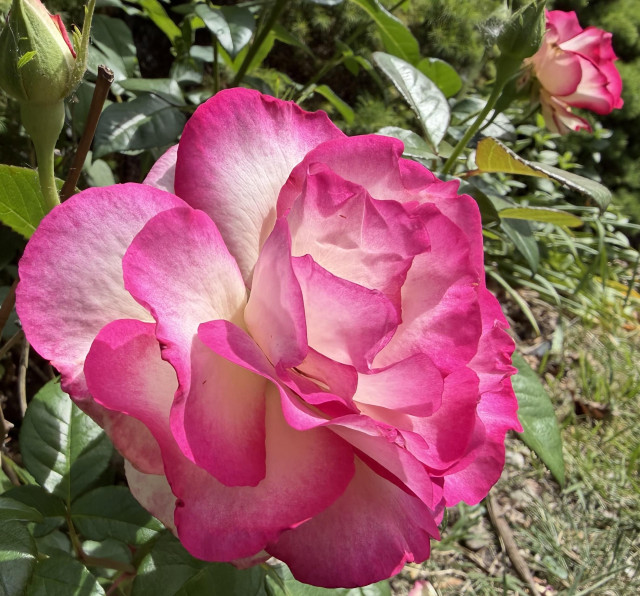 A close-up of a vibrant pink and cream rose in full bloom, surrounded by lush green leaves and another rosebud in the background.