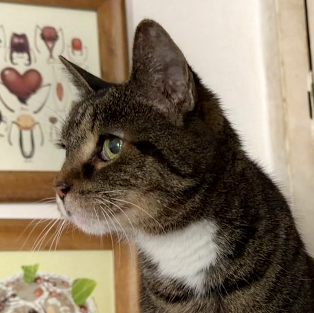 The head of peak of the cat, a brown tabby