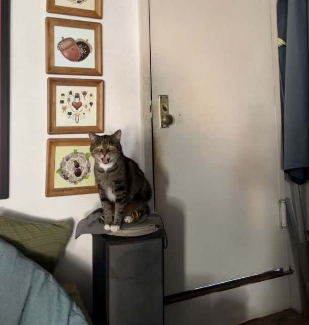 Pica meows in front of a closed door