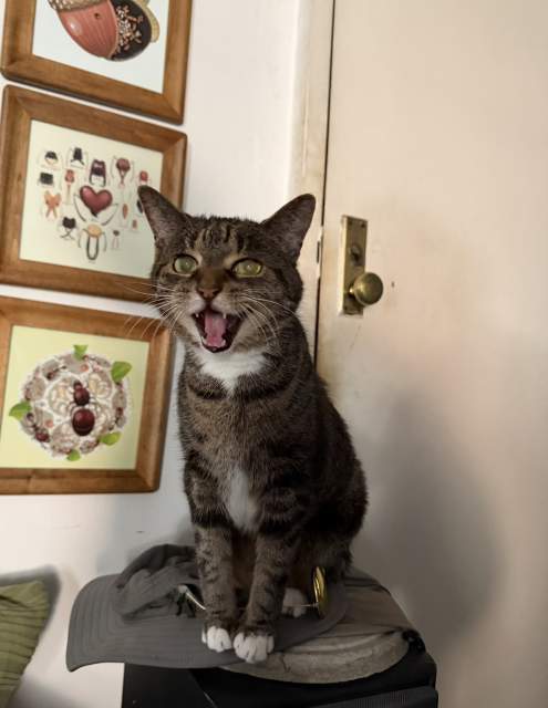 pica’s cute and rather goofy face as she continues to protest