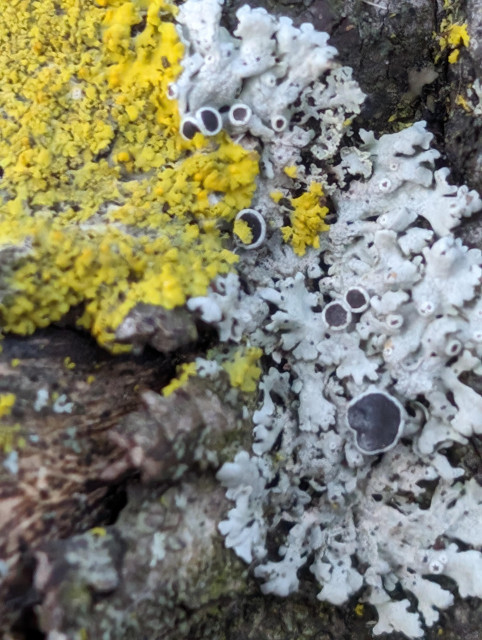 Yellow lichen and pale gray or maybe off white lichen growing together on a dark gray rock. The gray one has a few round fruiting bodies, one of which has a bit of yellow either fallen or growing into it.