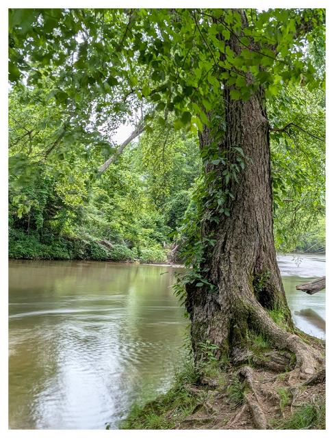 large tree with textured bark stands at the edge of a calm, gently flowing river surrounded by lush green foliage. overhanging branches and leaves create a canopy, while the opposite riverbank is densely lined with trees and shrubs.