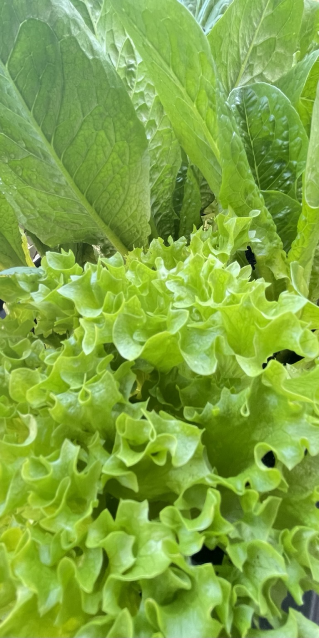 “Living lettuce” in the foreground. Luscious, light green, ruffly lettuce.