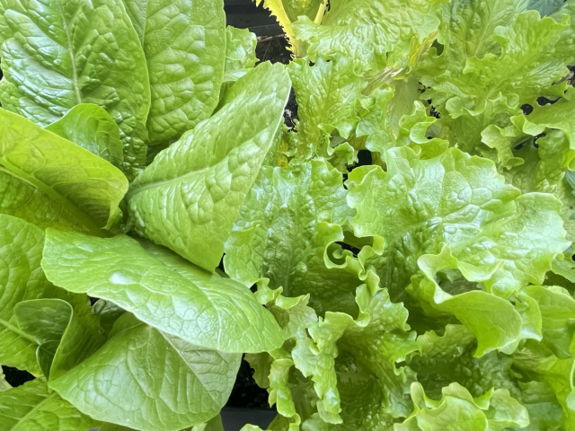 A close up of the green, flat leaves of romain lettuce on the left, and ruffles of green leaf lettuce on the right.