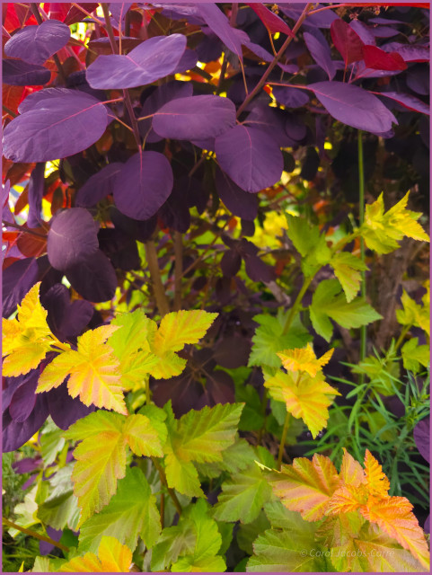 A purple smoke tree and a gold and green ninebark bush provide some pleasing  summery color contrasts. Some of the oval smoke tree leaves have sunlight striking them, creating an orange glow. You can see the  lobed and serrated ninebark leaves unfurl in shades of golden orange, move to yellow ,and get greener as they age.