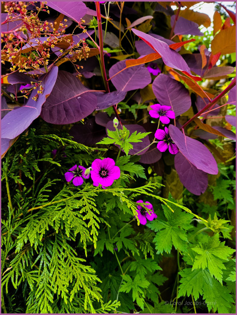 A purple smoke tree is fronted by vivid magenta geranium flowers rising above their palmate serrated fuzzy green leaves. The smoke tree has a panicle of orange and yellow flowers, so small they give a hazy smoky effect when you approach the tree.