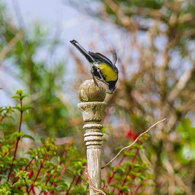 A great Tit flying down past the finial on top of a slightly broken garden feature. In the bill is a green caterpillar.  
