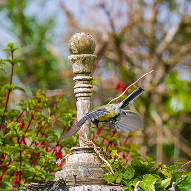 The bird has turned in the air and is facing toward the finial with wings outstretched.