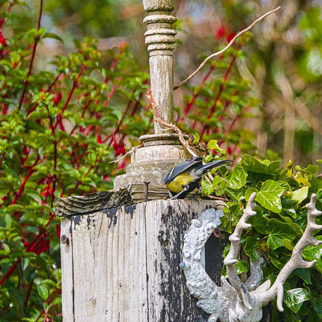 The bird has landed on the top of a square post that supports the finial and is looking down below the broken top of the post.