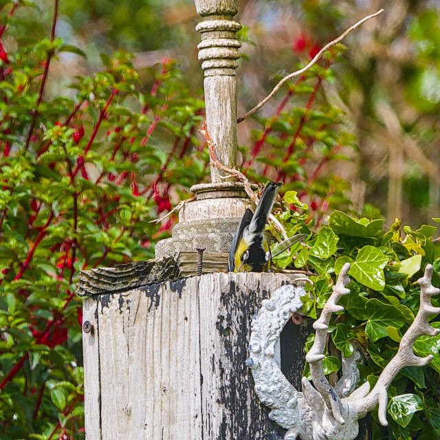 The Bird is now disappearing into the hole, with tail pointing skyward.