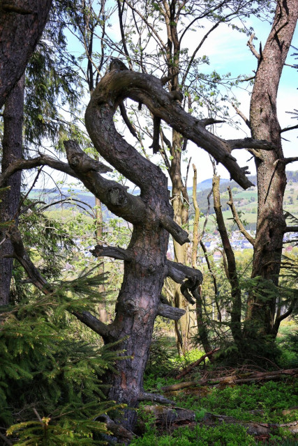 A gnarled dead tree with a dramatically twisted trunk and branches stands on a sun-dappled forest floor covered in green vegetation. Next to it, evergreen and deciduous trees mingle in the woodland, their rough, textured bark catching the sunlight. In the distance, rolling hills and the faint outline of a village are visible through the gaps between the trees under a clear blue sky.