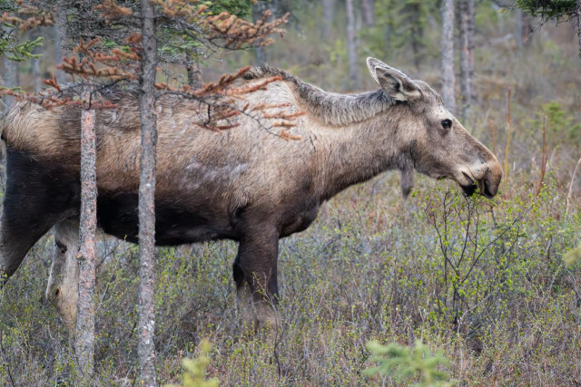 Photograph of a cow moose browsing in a boreal forest understory in Denali National Park, Alaska. The moose stands in profile facing right, head lowered to feed on small leafing shrubs. The coat is dark brown with lighter coloring on the face and neck. Spruce trees frame the background, which is soft and out of focus.