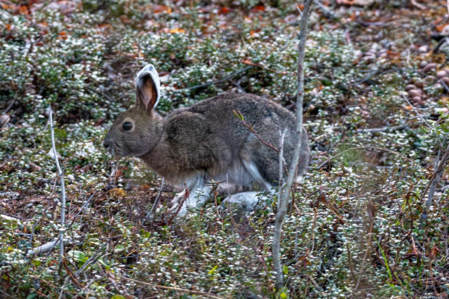 Photograph of a snowshoe hare in mid-molt in Denali National Park, Alaska. The hare sits among low tundra shrubs and ground cover, its coat showing a patchy mix of brown summer fur coming in over the remaining white winter coat. The feet and underside retain more white. The ears show white outer edges with brown inner coloring.