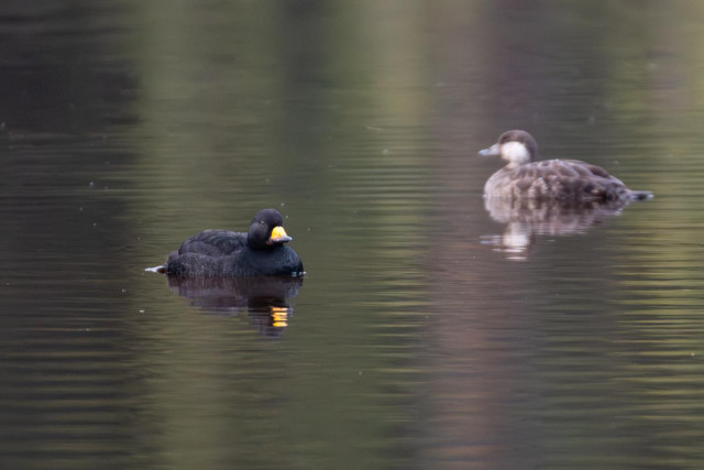 Photograph of two black scoters swimming on Horseshoe Lake in Denali National Park, Alaska. The bird in the foreground is a male — entirely black with a distinctive yellow-orange knob at the base of the bill. The bird in the background is a female, brown with a pale cheek patch and a smaller bill. The water surface reflects muted green and brown tones.
