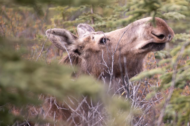 Close-up photograph of a cow moose face partially obscured by spruce branches and bare shrubs in Denali National Park, Alaska. The moose looks upward, its large dark eye, broad pale muzzle, and wide ears visible through the vegetation. The background is soft and out of focus with muted greens and oranges.