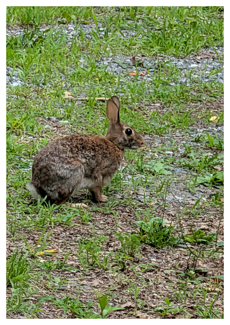 a brown rabbit with upright ears sits alertly on a patch of ground covered in green grass, small plants, and scattered gravel. 