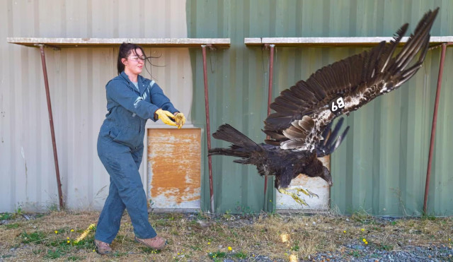 A woman wearing coveralls and gloves (Yurok Wildlife Department Technician Sandra Hahn) has her arms out after releasing a condor. The condor, a large brown bird with a B9 tag on its wing, is flying away from her.