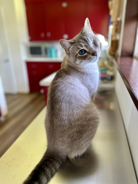 Doots, a one-eyed Lynx Point Siamese cat, sitting on a stainless steel-topped kitchen cart next to an open window. He is looking back over his shoulder atchu. 