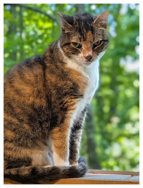 a calico cat with white marking and green eyes making contact sits on a wooden windowsill on a sunny afternoon. the background is out of focus green forest.