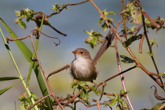 Small brown and white bird posing centre of shot
