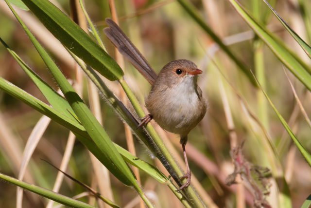 Small brown and white bird perched on a blade of grass