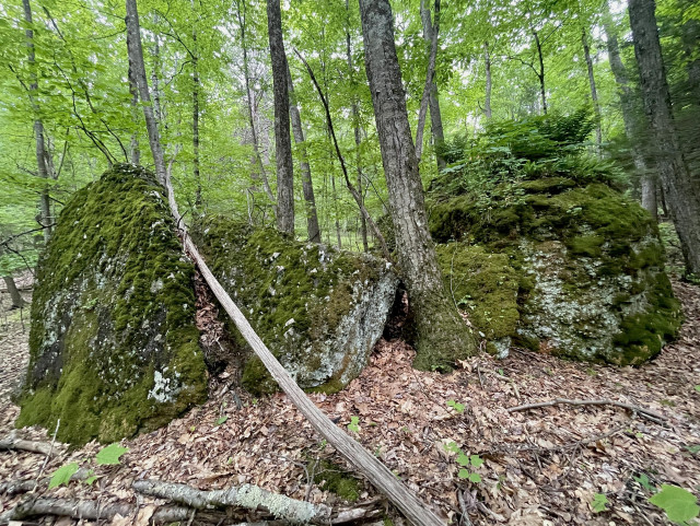 Two moss covered glacial erratic boulders sit on either side of a tree in the woods. Both rocks are between 5-6 feet high. The boulder on the right is also topped by green plants including a bushel of wild columbine.