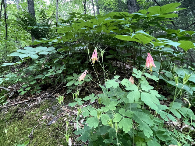 Closeup of the wild Columbine growing atop the glacial erratic. The leaves resemble parsley with rounded edges. The flowers are reddish pink and resemble funnels with their wider sides dropping downward, sprigs of y yellow in their centers.
