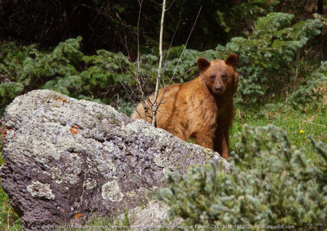 A reddish brown colored bear is standing behind a lichen covered boulder looking attentively at the camera. There are evergreen boughs in the foreground and background, plus one small aspen sapling between the rock and the bear.
©BosqueBill.com