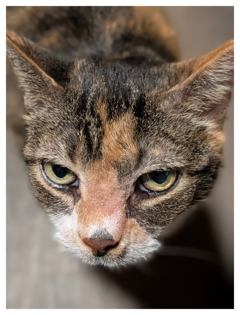 Close-up of a calico cat with green eyes, sitting on a wood-patterned floor, looking up and making eye contact.