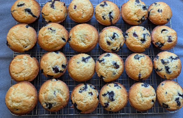 Two dozen blueberry muffins are cooling on a wire rack. 