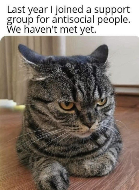 Angry looking cat lies on the floor.
'Last year I joined a support group for antisocial people. We haven't met  yet.'
 