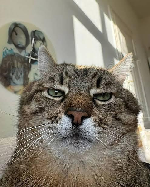 A cat very close to the viewer, looking into the camera with the most grumpy and tired expression you can imagine a cat having.