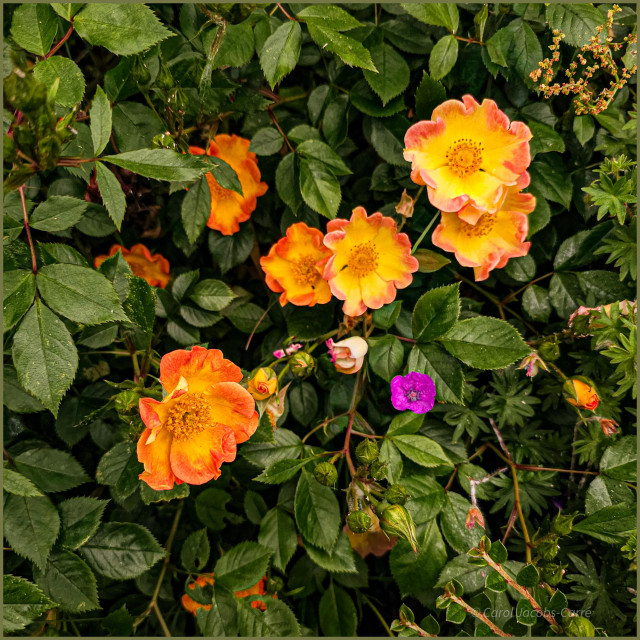 Six cheery roses make a pleasant lineup amid the glossy green roses leaves. The five ruffled gold petals are rimmed with orange. They surround the typical golden stamen swirl at the flower heart.