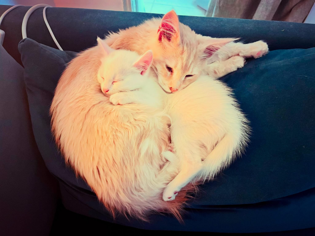 A young, blonde Maine Coone cat called Bear on a cushion with a very young white kitten asleep across him. Bear has his head resting on the kitten’s back and the whole scene is just so wholesome and adorable. 