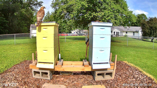 A red shouldered hawk on top of a yellow Langstroth beehive sitting next to a blue hive. There are trees, a house and few cars in the background.