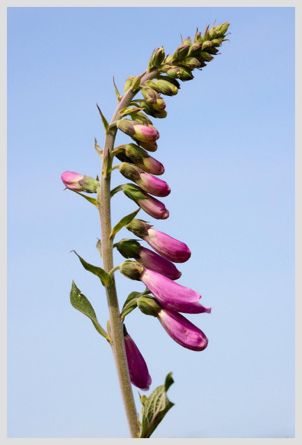 Vertical image of a foxglove plant against clear blue sky. The stem bends a little too the right, and the flowers at the top haven't opened yet.