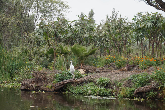 Photo of a white heron in Xochimilco 