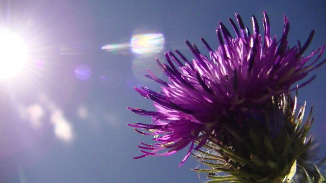 a thistle flower next to the sun