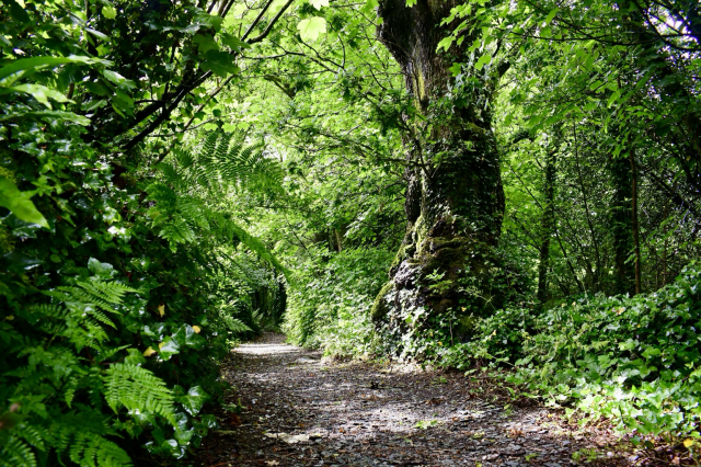 Low view of an oak tree 